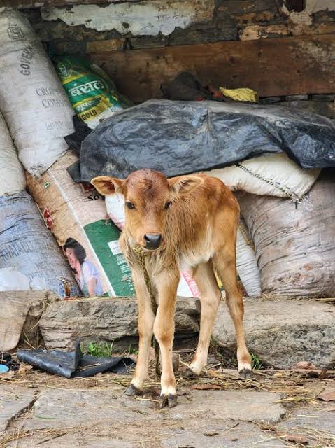 Goshala Cow